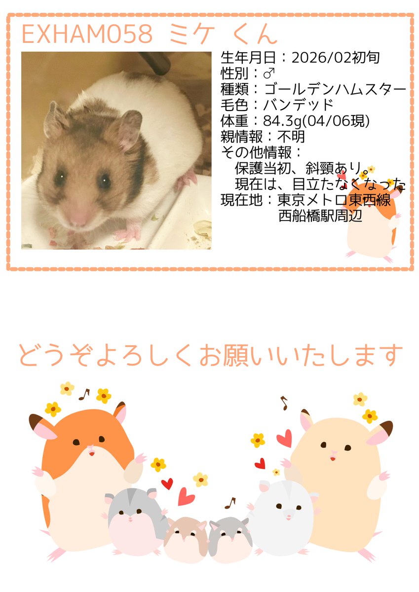 ham_edia's tweet photo. 【里親募集のお知らせ】
先日の多頭飼育崩壊で保護した子たちの中で、健康状態が良好であることを確認が���きた子の里親募集第2弾になります。

里親応募は、添付されている募集条件の画像をご確認の上、DMをお送りください。

https://t.co/bYkEaK66kM

#ハムスター
#里親募集 https://t.co/ATKp965WOM