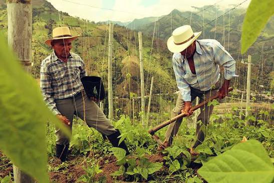 linamcardonag's tweet photo. El futuro de Colombia también se cultiva.

Con crédito, tierra productiva, vías y tecnología, el campo deja de sobrevivir… y vuelve a crecer.

Porque una Colombia grande empieza en su campo.

#Plan10 de Paloma Valencia y Juan Daniel Oviedo. https://t.co/79Sav86fD2