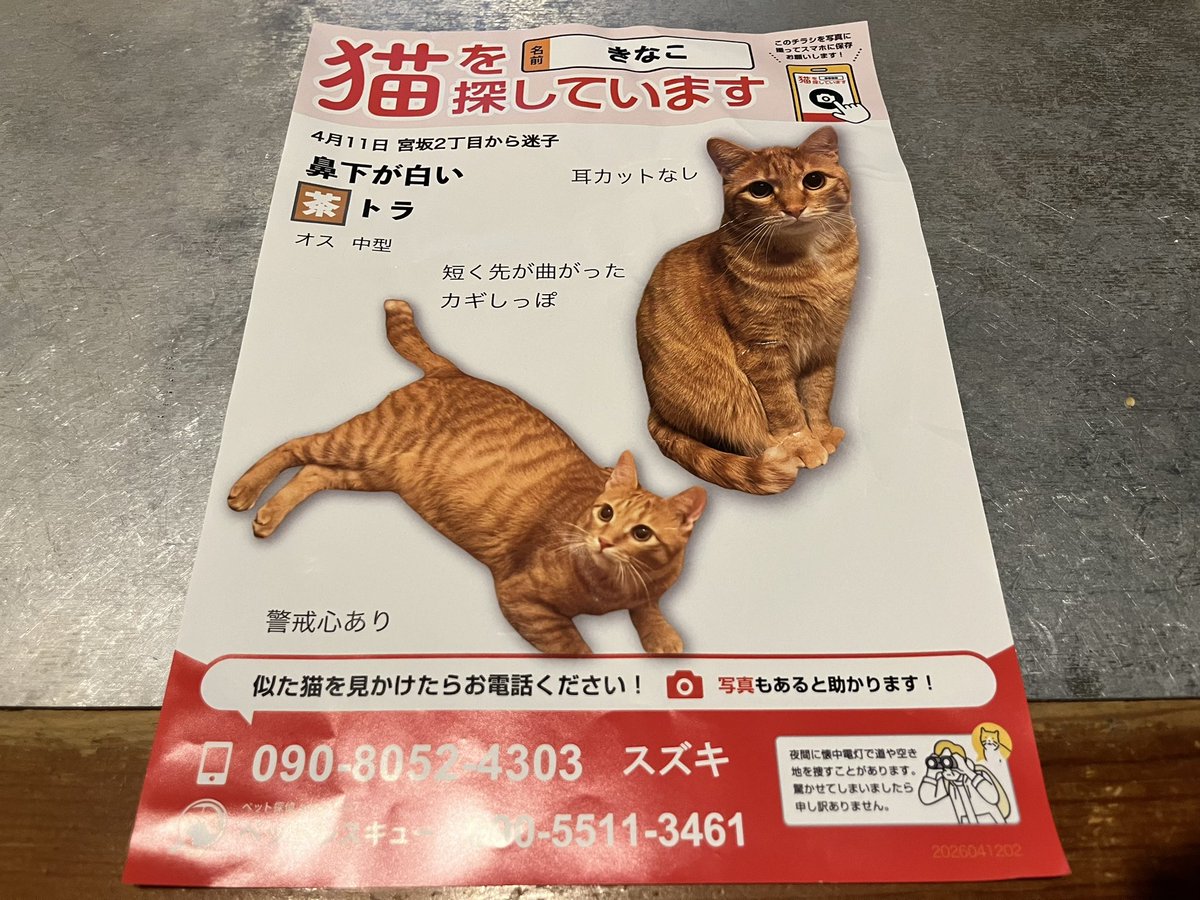 家のポストに入ってた。
見つかるといいな。きなこ。