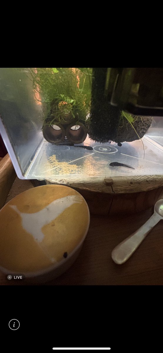 カワサキケイマ@5/3 東京ノミの市in代々木 tweet media