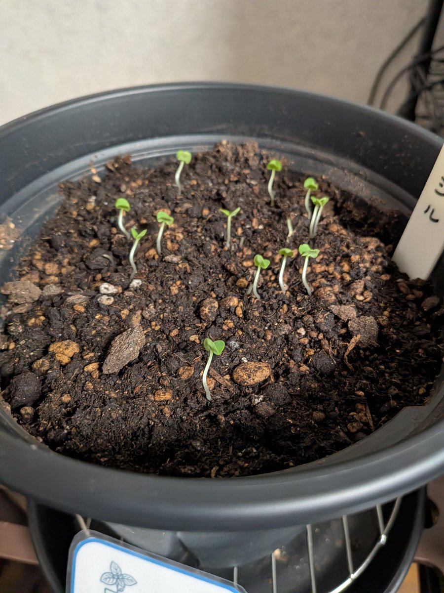 shall〜北国の室内ハーブ園 tweet media