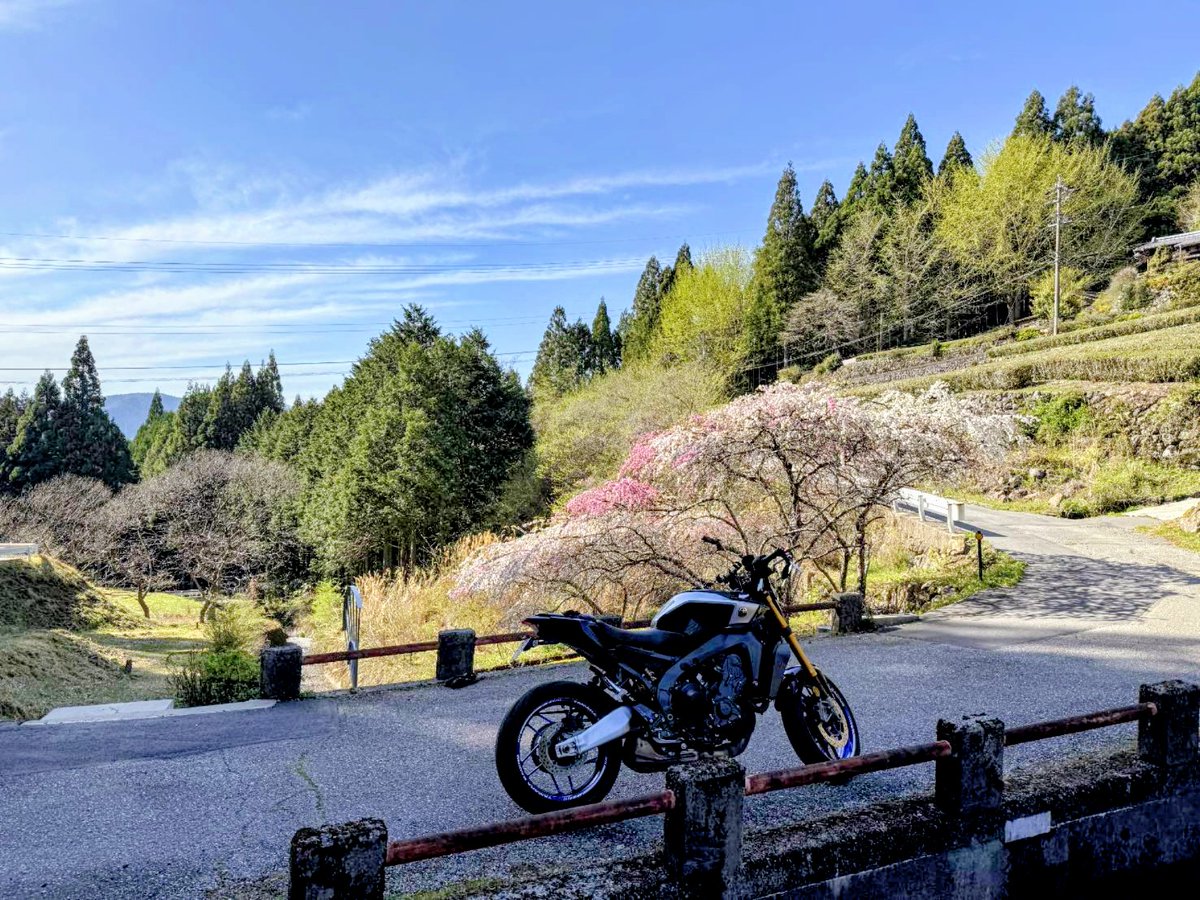 MT09UME's tweet photo. 久しぶりにバイク写真撮った📸
何の花か分からないけど、綺麗だから撮ってみた👍🏼 https://t.co/QoI77xOPlz