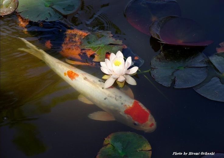 gal౨ৎ tweet media