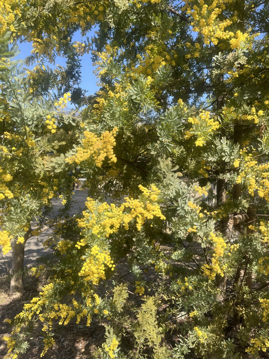 coromo__u's tweet photo. ☘️⛲️💐
Dreamhazeの2曲目
“words-breeze” 無事リリースされました♡㊗️

春の雰囲気をたっぷり詰め込んで
少しでも大きくでも
きっと変化のあるこの時期に、
すっとそよ風のように心に馴染んでくれる
そんな曲でありますように☘️
と想いを込めて！

ぜひ感想まってるねー🍰
明日夜8時にMV公開です🌠 https://t.co/Xshf92o5Oh