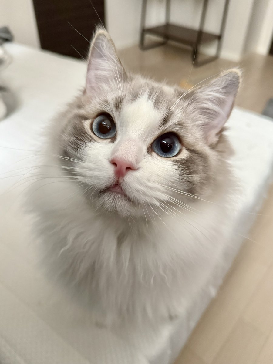 ぽわぽわティアラ👑 tweet media