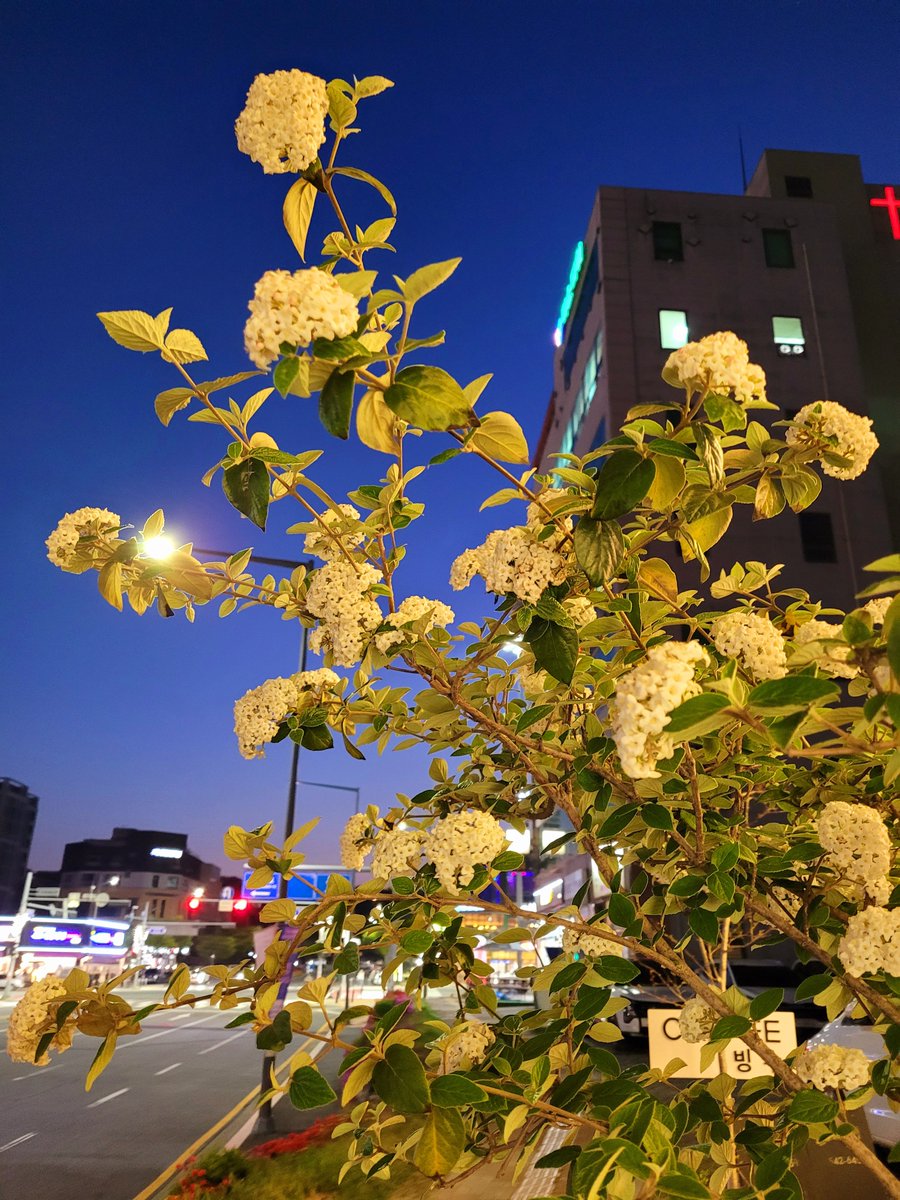 베로니카 tweet media