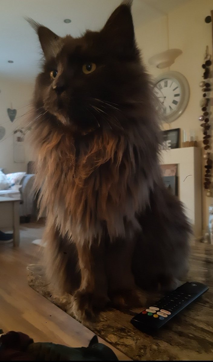 Connor117 tweet media