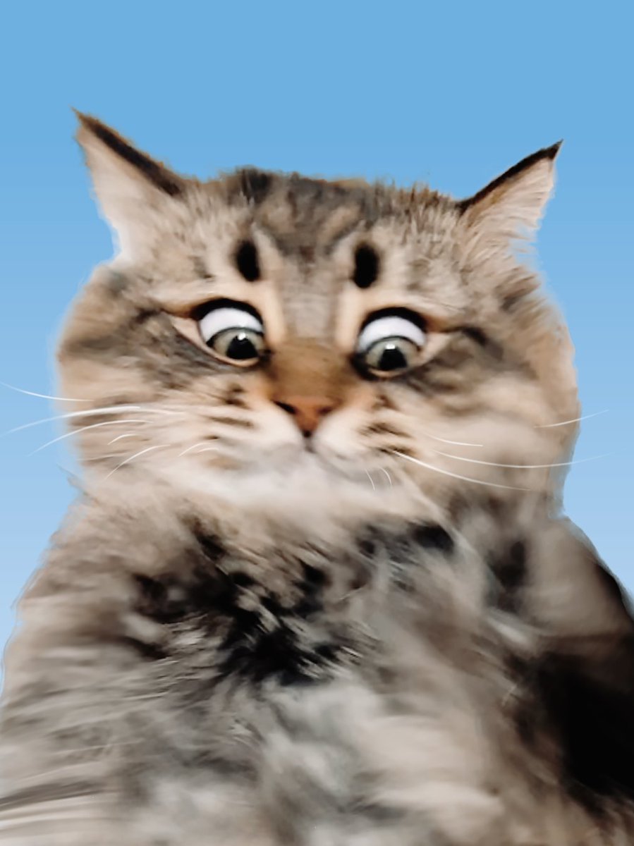 ヤマネコ tweet media