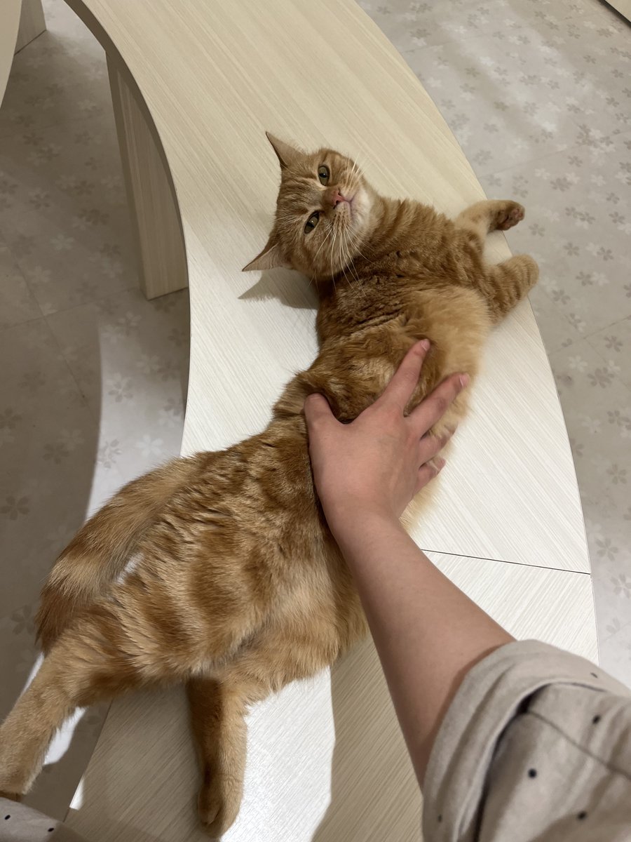 紫陽花@つむ tweet media