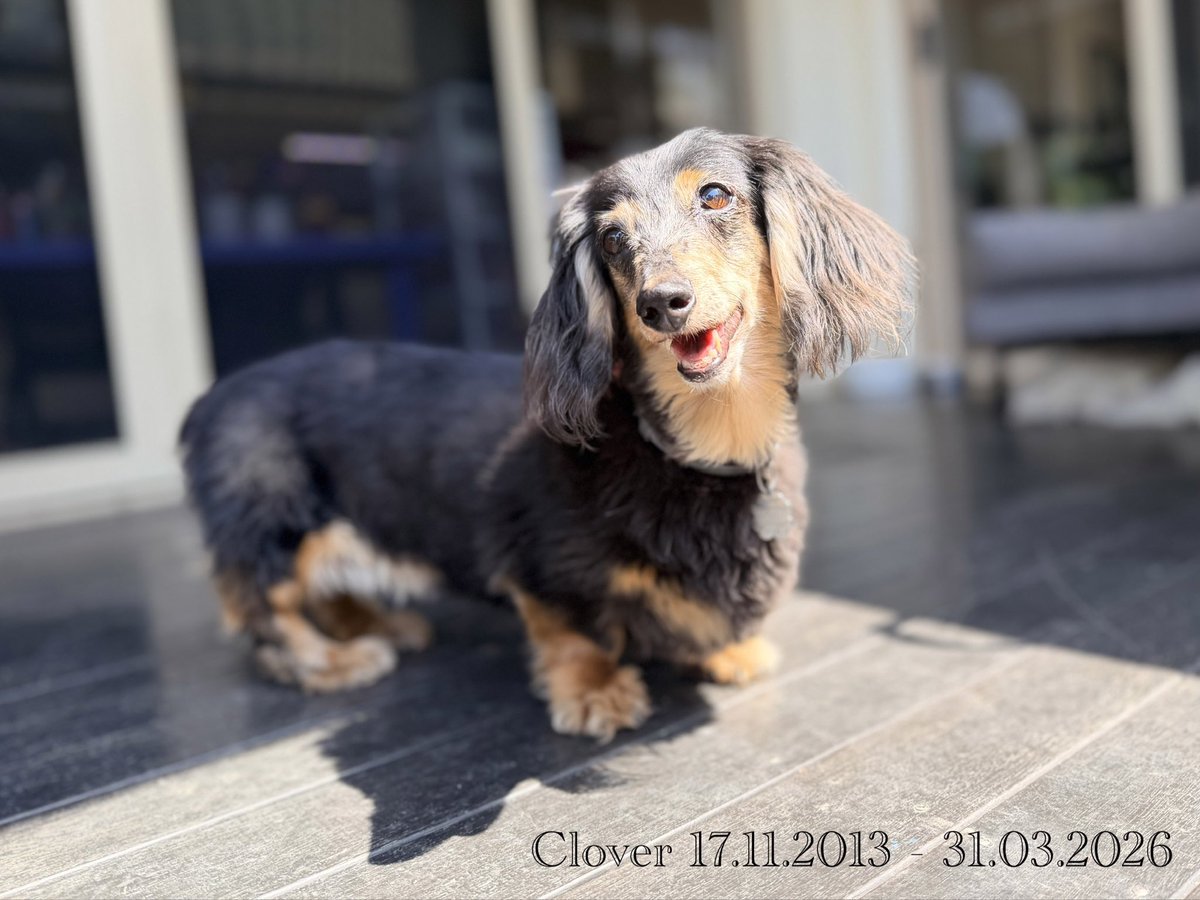 Schnitzel & Clover tweet media