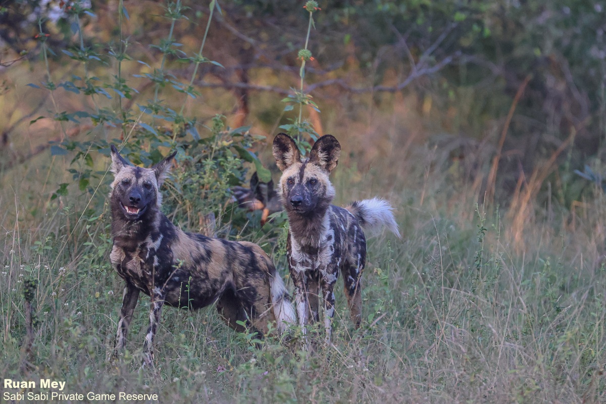 SabiSabiReserve's tweet image. Late afternoon drive - an unexpected sighting of a large wild dog pack gearing up for a hunt. Playful energy, tight bonds, and incredible teamwork on display. Despite being endangered, they remain Africa’s most effective predators - resilient &amp;amp; unforgettable. #wilddog #safari