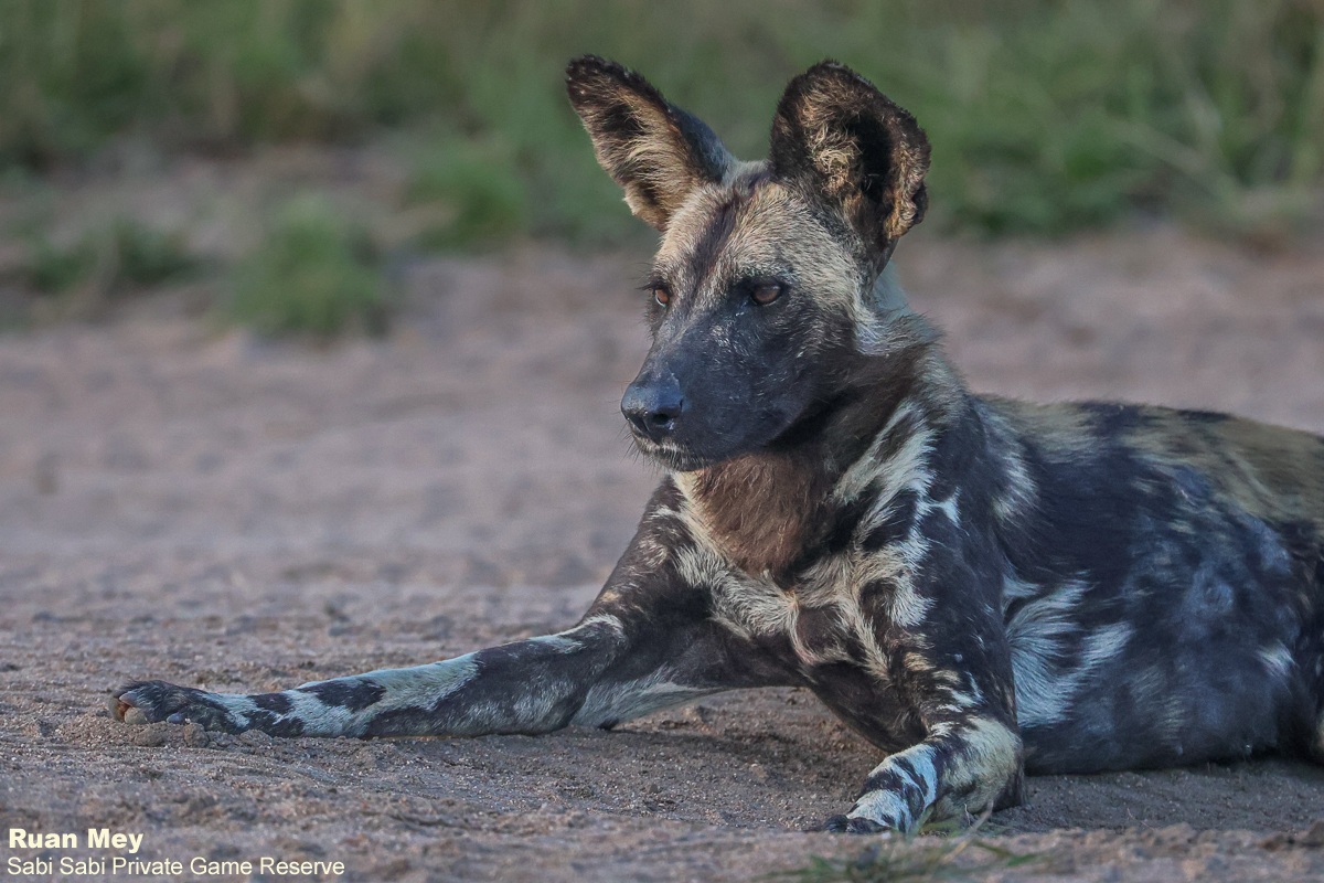SabiSabiReserve's tweet image. Late afternoon drive - an unexpected sighting of a large wild dog pack gearing up for a hunt. Playful energy, tight bonds, and incredible teamwork on display. Despite being endangered, they remain Africa’s most effective predators - resilient &amp;amp; unforgettable. #wilddog #safari