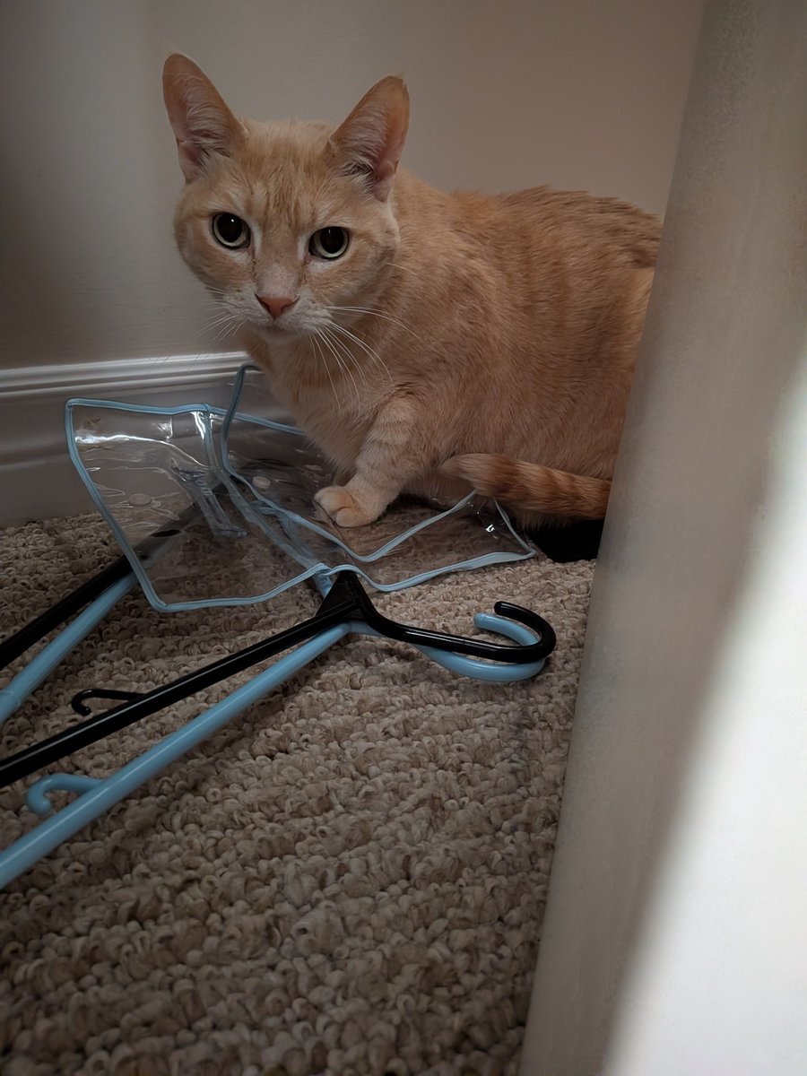 ShawnaLeeG's tweet photo. Our poor Maggie is terrified of the thunder. She's hiding behind the dresser in our closet.
#catsoftwitter #bufftabby #onstorm #thunder https://t.co/ilQSy7Cnhr