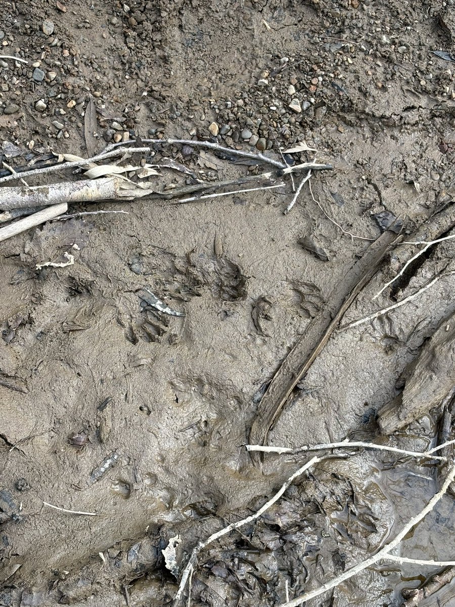 ﾓｽﾞ tweet media