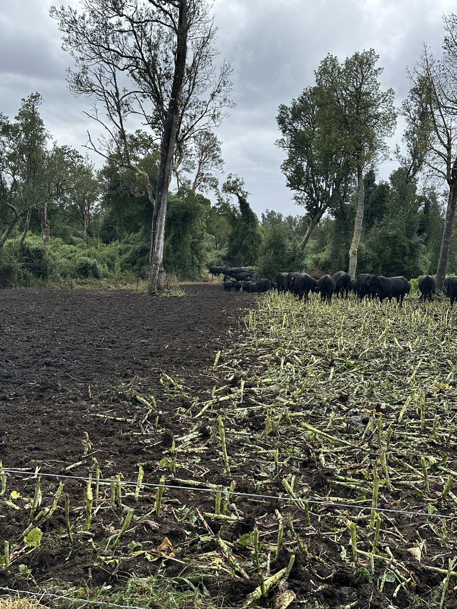 Dario Colombatto tweet media