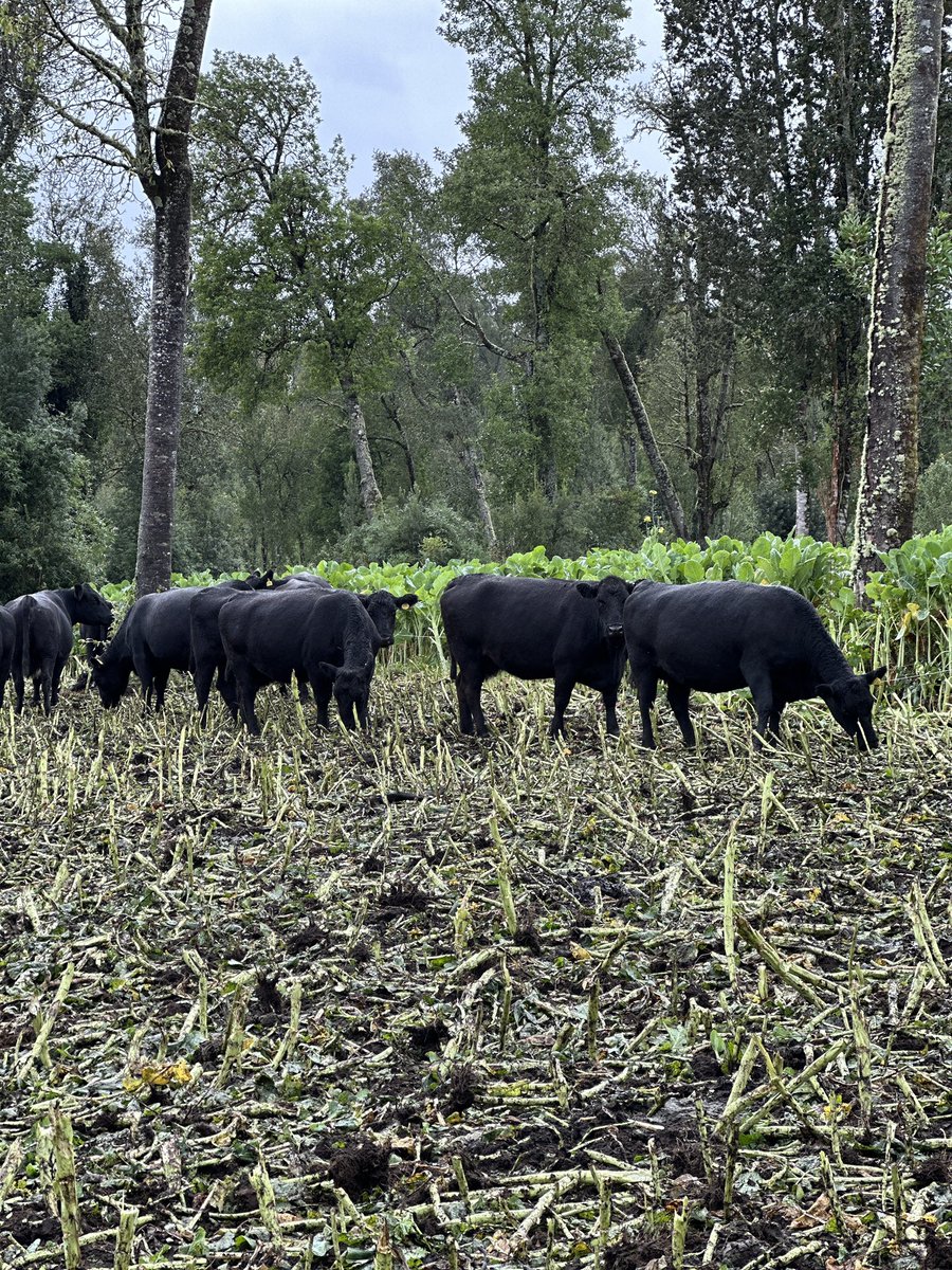 Dario Colombatto tweet media
