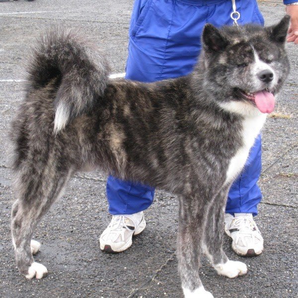 だすと tweet media