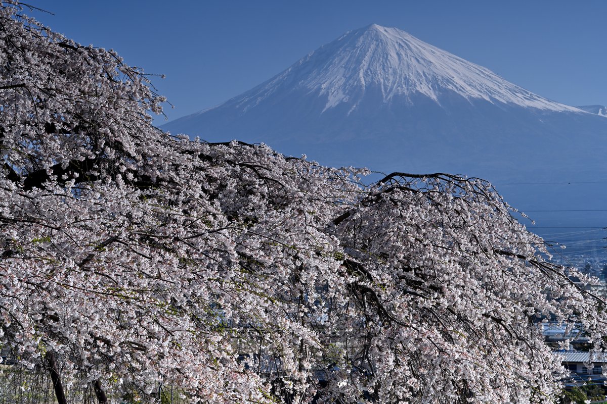 撮り富士 tweet media