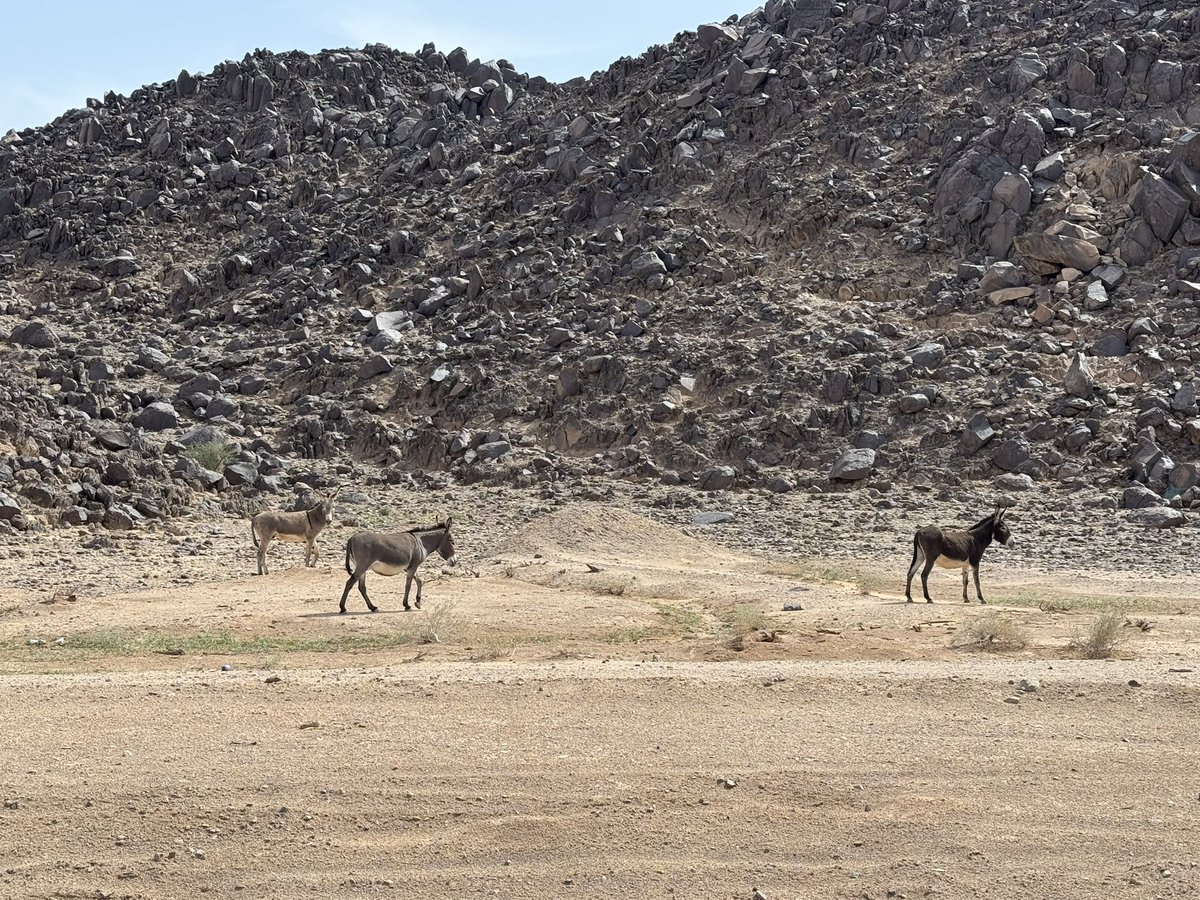 المكشاتي tweet media