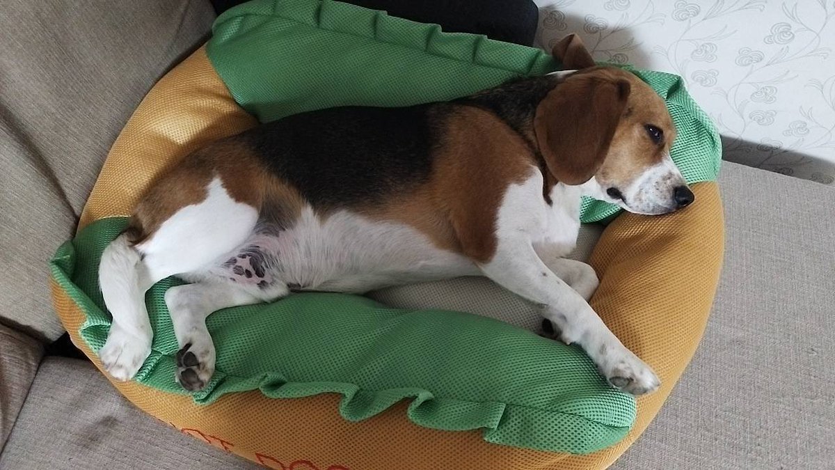 夏仕様のホットドッグ🌭
メッシュ素材で巨大BODY✨の熱を逃す