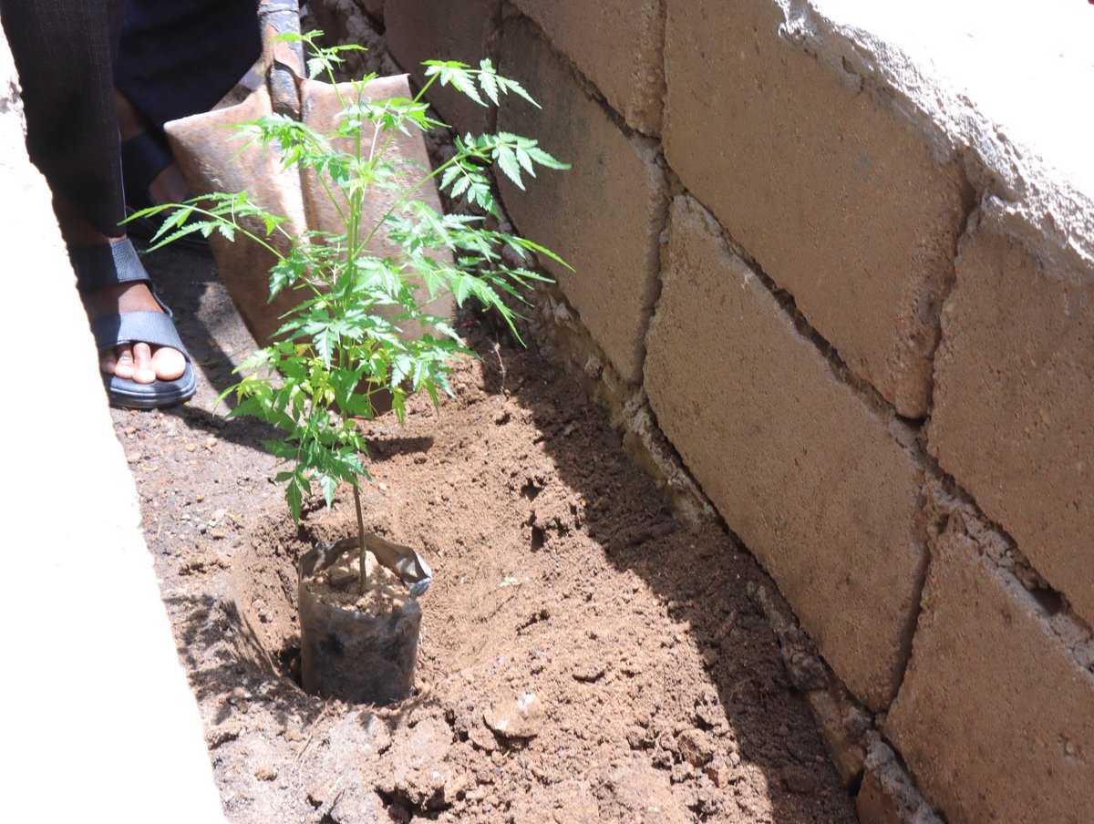 SOYDAVO1's tweet photo. Celebrated National Tree Planting Day with students today! Together, we’re taking steps toward a greener, cleaner future. 

Part of the national agenda for afforestation and environmental sustainability 

A small action today for a sustainable future 

#TreePlanting #GreenFuture https://t.co/67PaP9tu6i