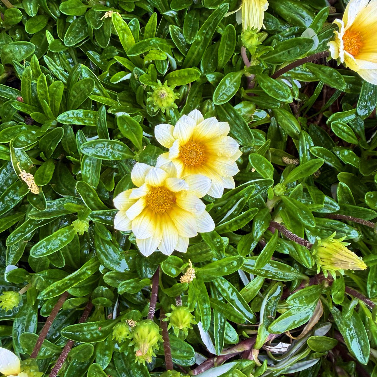 imagine works tweet media