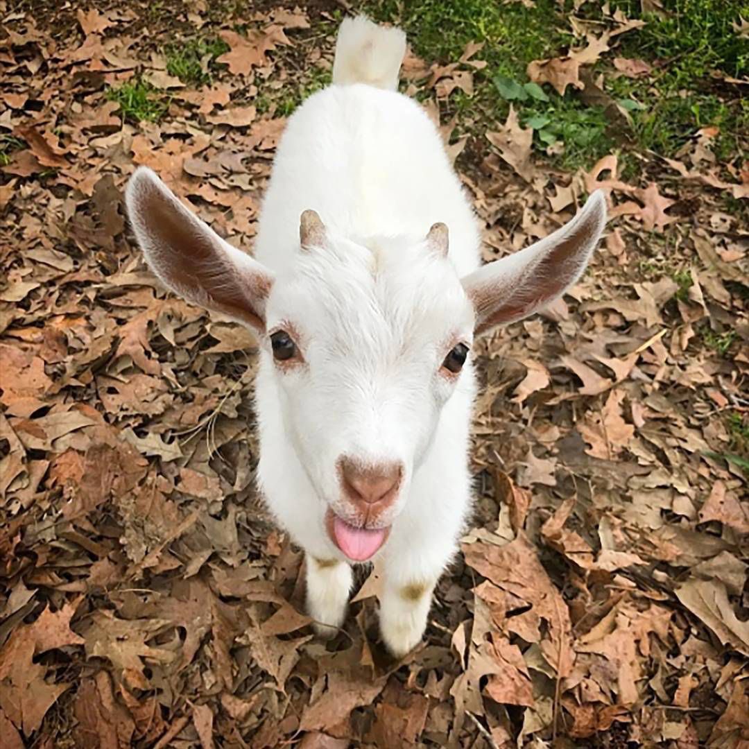 HeartyFgs tweet media