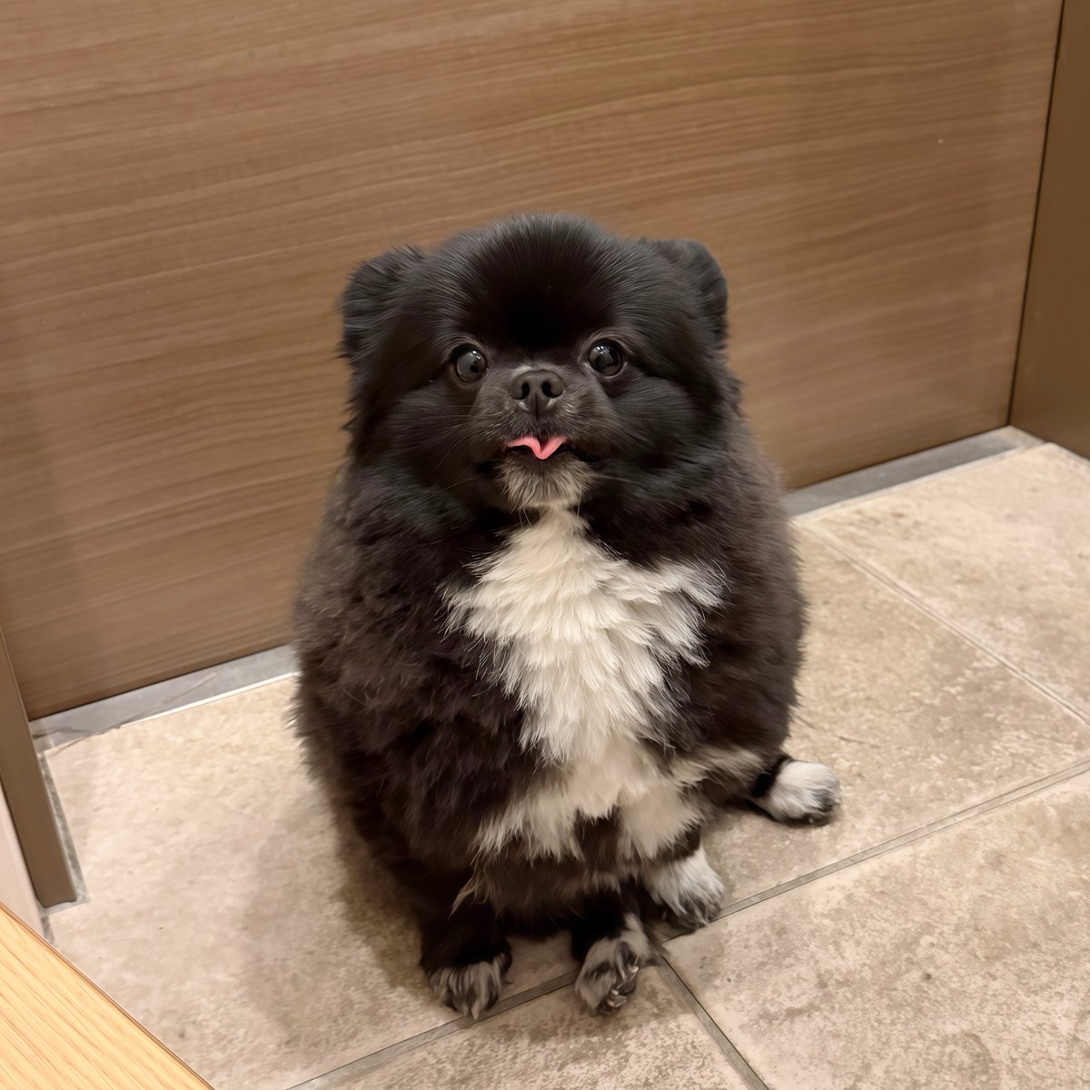 信楽焼たぬきのくつした｜漫画も連載中 tweet media