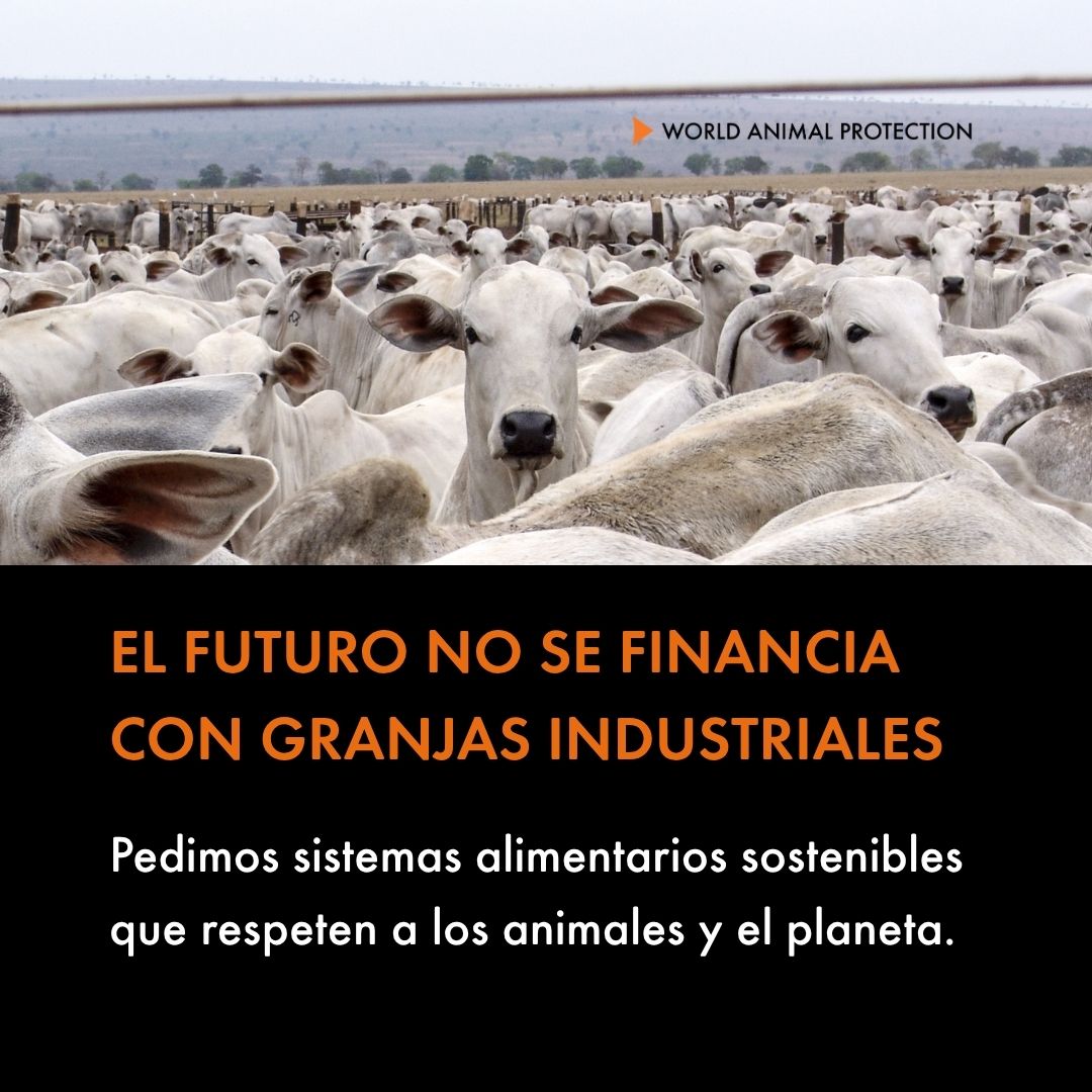 Protección Animal Mundial tweet media
