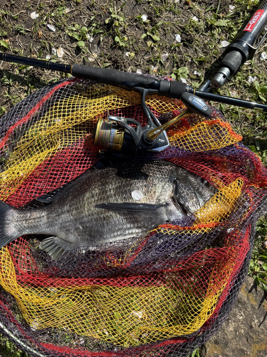 マコト tweet media