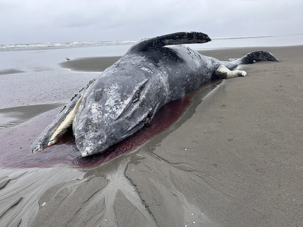 Another Gray Whale Washes Up on Oregon Coast, at Seaside: Early Observations, Video ---- The sixth in the NW in three weeks, this one could undernourished too beachconnection.net/news/another-g…