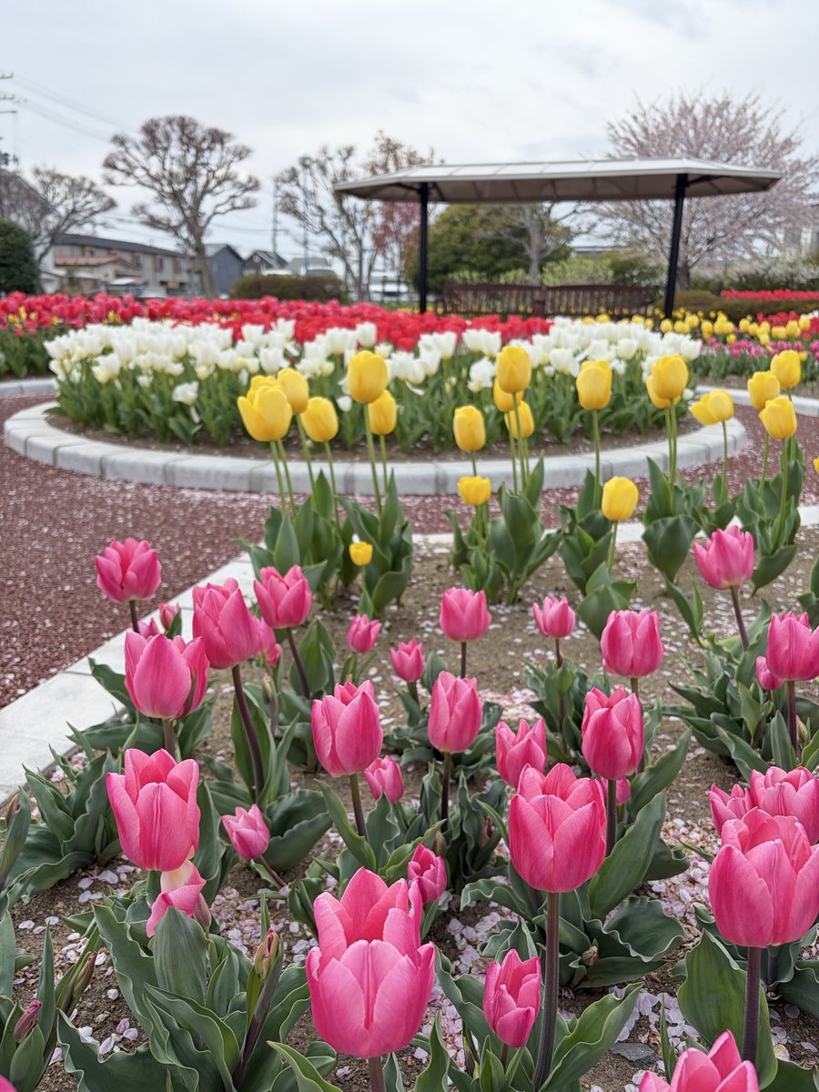 ラジオ石巻 tweet media