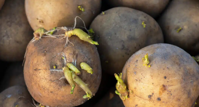 1_4GROUP's tweet photo. They may look harmless - but little sprouts can cause big storage problems. 🌱
Dive into what’s driving sprouting challenges and why it matters across the supply chain.
#StorageProblems #Sprouts #Challenges
https://t.co/sbiRltoLt5 https://t.co/bSYukoWmem