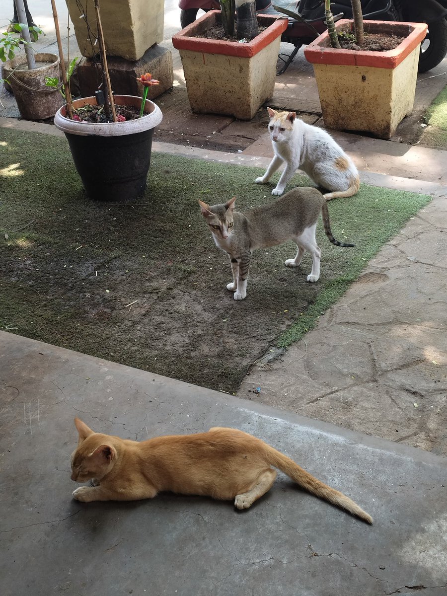 met not one not two but THREE cats