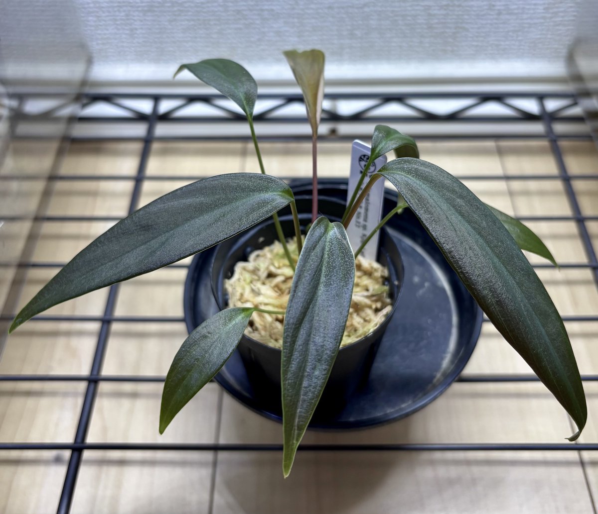 みんと🦐🌱 tweet media