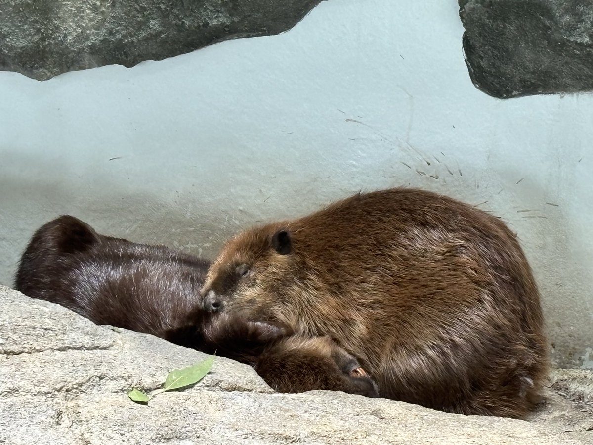 ビビとババ tweet media