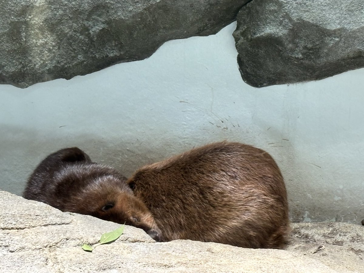 ビビとババ tweet media