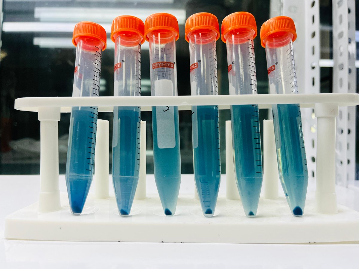 carbelimio's tweet image. What if the most vibrant blue in nature wasn’t just a color—but a scalable climate-tech solution? 

Nature built it.

 Phycocyanin → clean-label, bioactive ingredient

 We deploy it.

 XtraO2 → microalgae-powered air purification

#ClimateTech #CarbonCapture #CleanAir #Carbelim