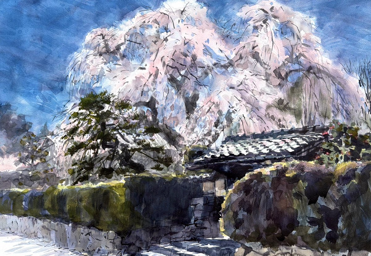 坂本の里坊 薬樹院の太閤桜を現場で水彩スケッチしました。
.
樹齢200余年の立派な樹形、満開の枝垂れ桜の大きさを表現したくて56×38cmそこそこ大きなサイズで描いてみたよ。
.
2026.4.3と4.5（2日）
滋賀県大津市坂本
.
2日通って描きました。
.
#現場スケッチ
#水彩スケッチ
#成安スケッチ