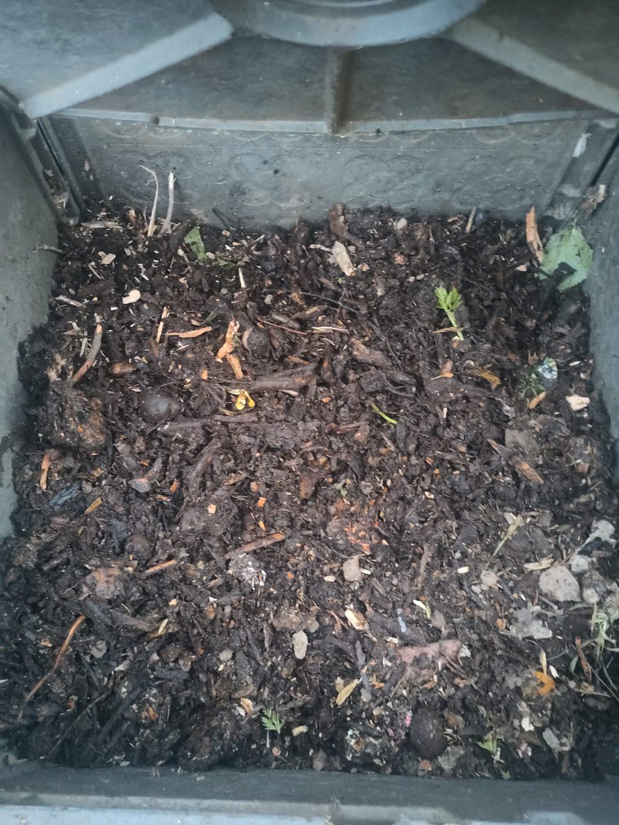 vic_mediambient's tweet image. Amb la primavera, nou taller de #compostatge casolà!🌱📆Dijous 7 de maig a les 7 de la tarda 
@CCVicJoanTriadu 
👉Per a ciutadania de #Vic i persones interessades a fer compostatge a casa

⚠️Inscripcions obertes, places limitades
ℹ️més informació: ja.cat/u8fpx
#compost