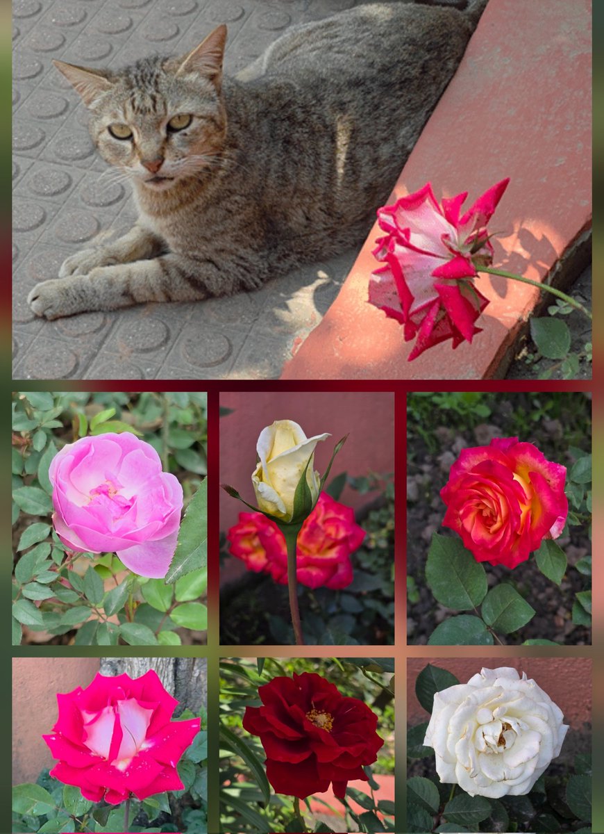 Mohan Prasad Joshi, MD, MSc tweet media