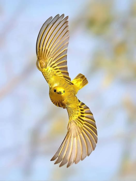 Rainmaker1973's tweet image. The symmetry of a turn in the air.

Yellow Warblers (Setophaga petechiae) are small birds known for their splendid "circling flight" while building their nest.

[📷 Glen Noyer]