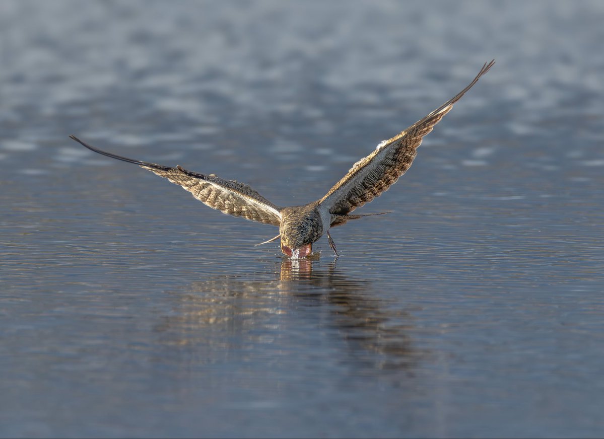 kacau Oliveira - Brazilian Photographer tweet media