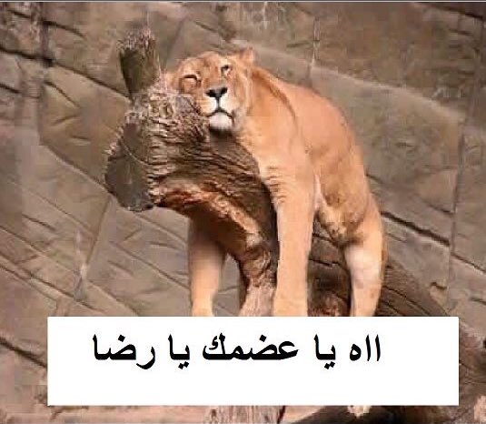 محب _ إيبو أفندي tweet media