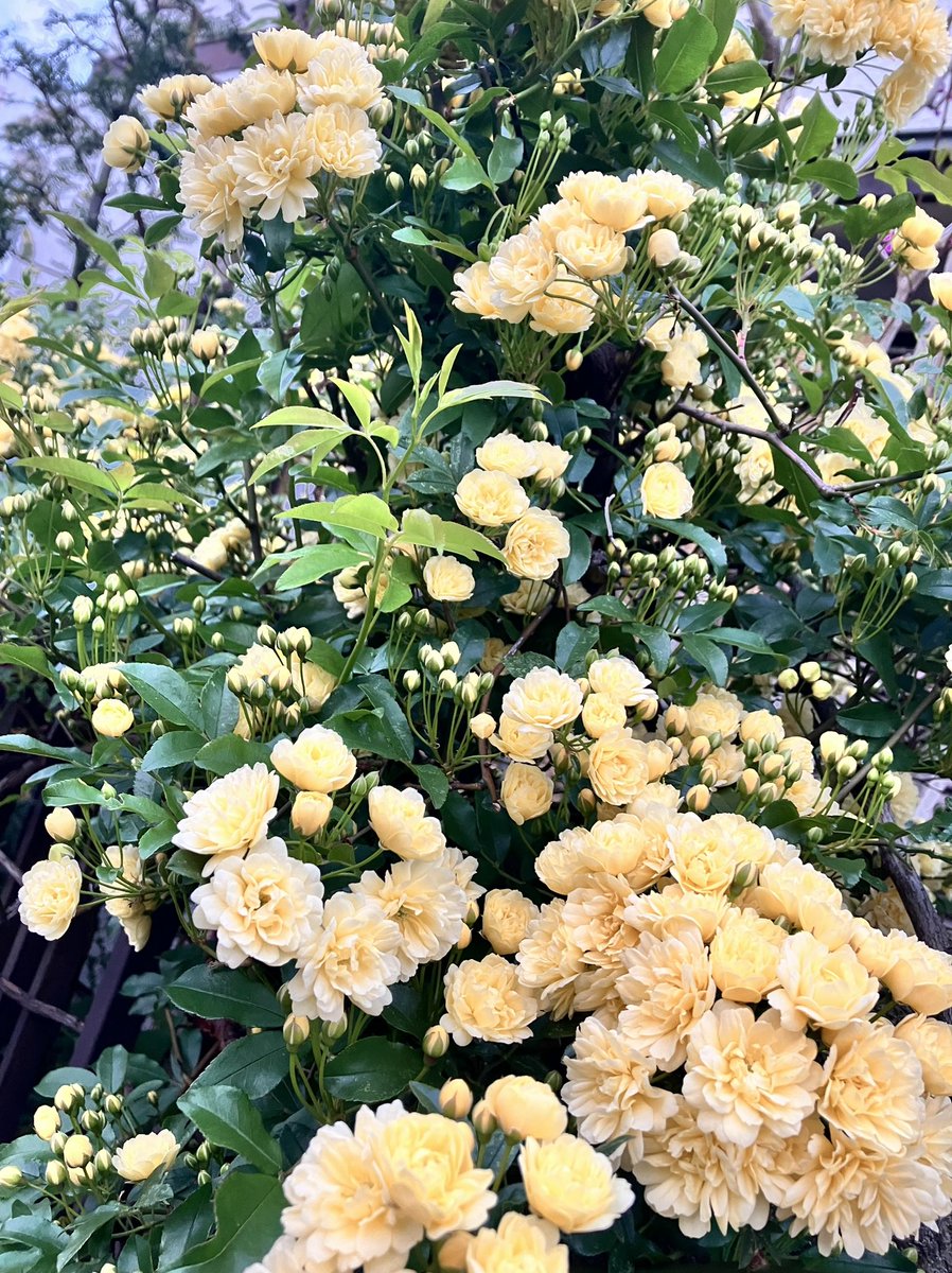 生え際 tweet media