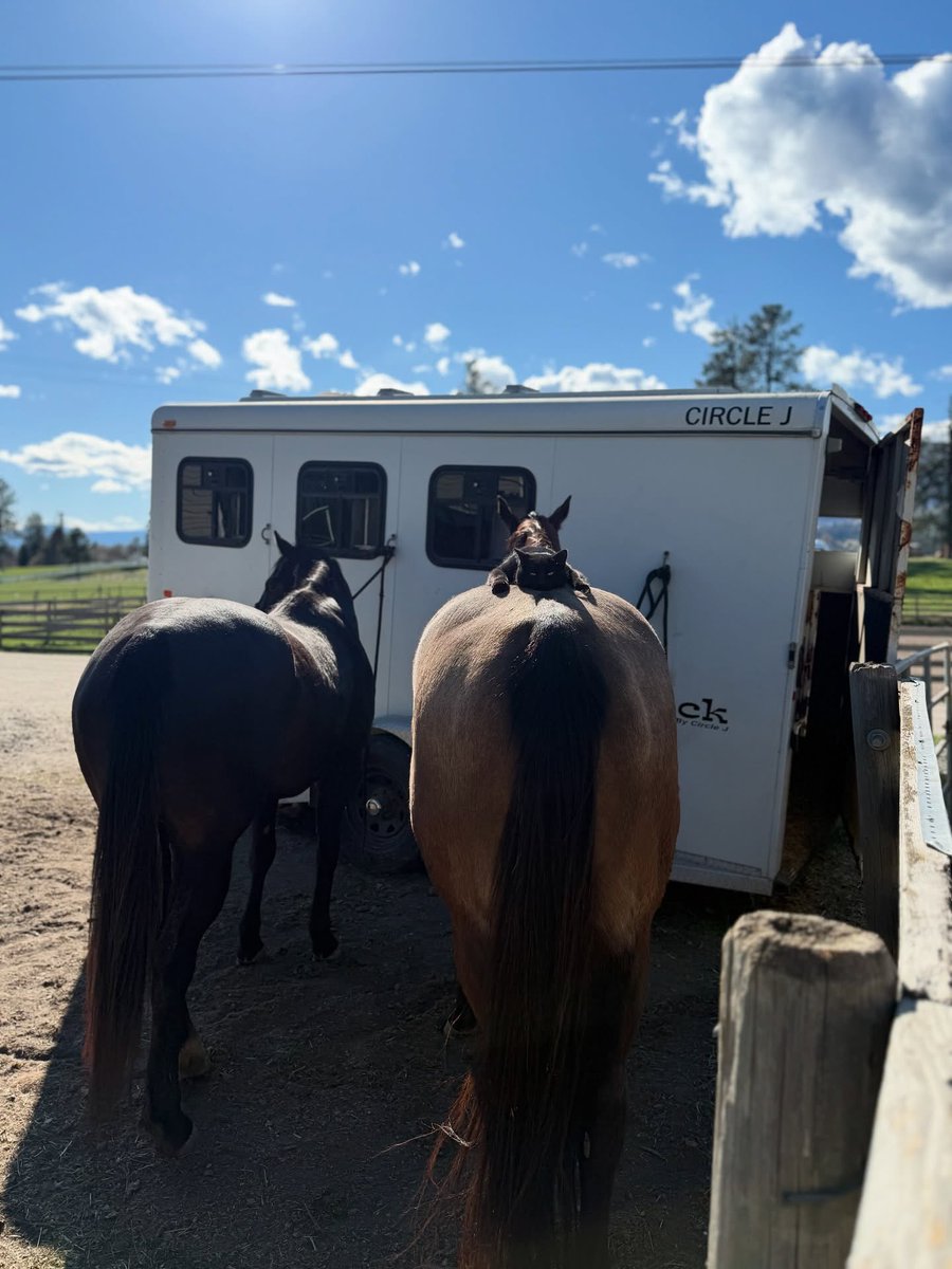 Cats for Happiness. tweet media