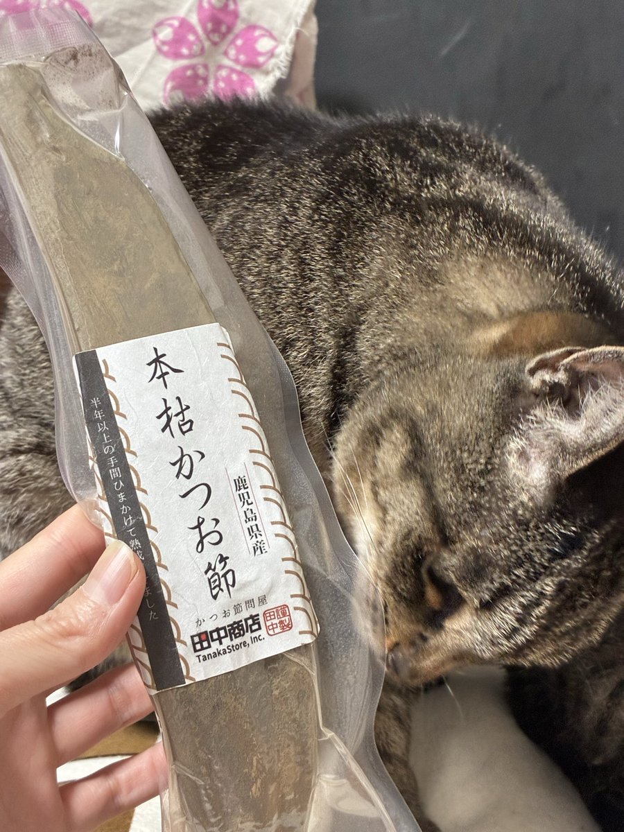 eve_f_fso's tweet photo. かつぶしを買いました
ねこはよろこんでいます https://t.co/H8DYhx3Mya