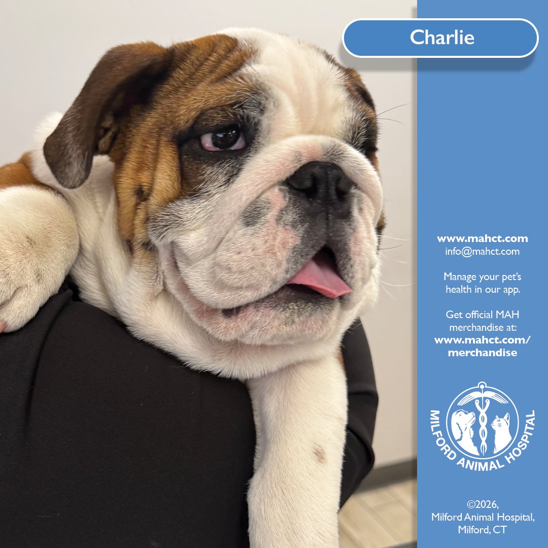We have the cutest little face to share with you today.

Meet Charlie, a 15 week old English Bulldog who came in for his vaccinations and completely melted our hearts. From those wrinkles to that sweet expression, he is everything you could want in a puppy and more.