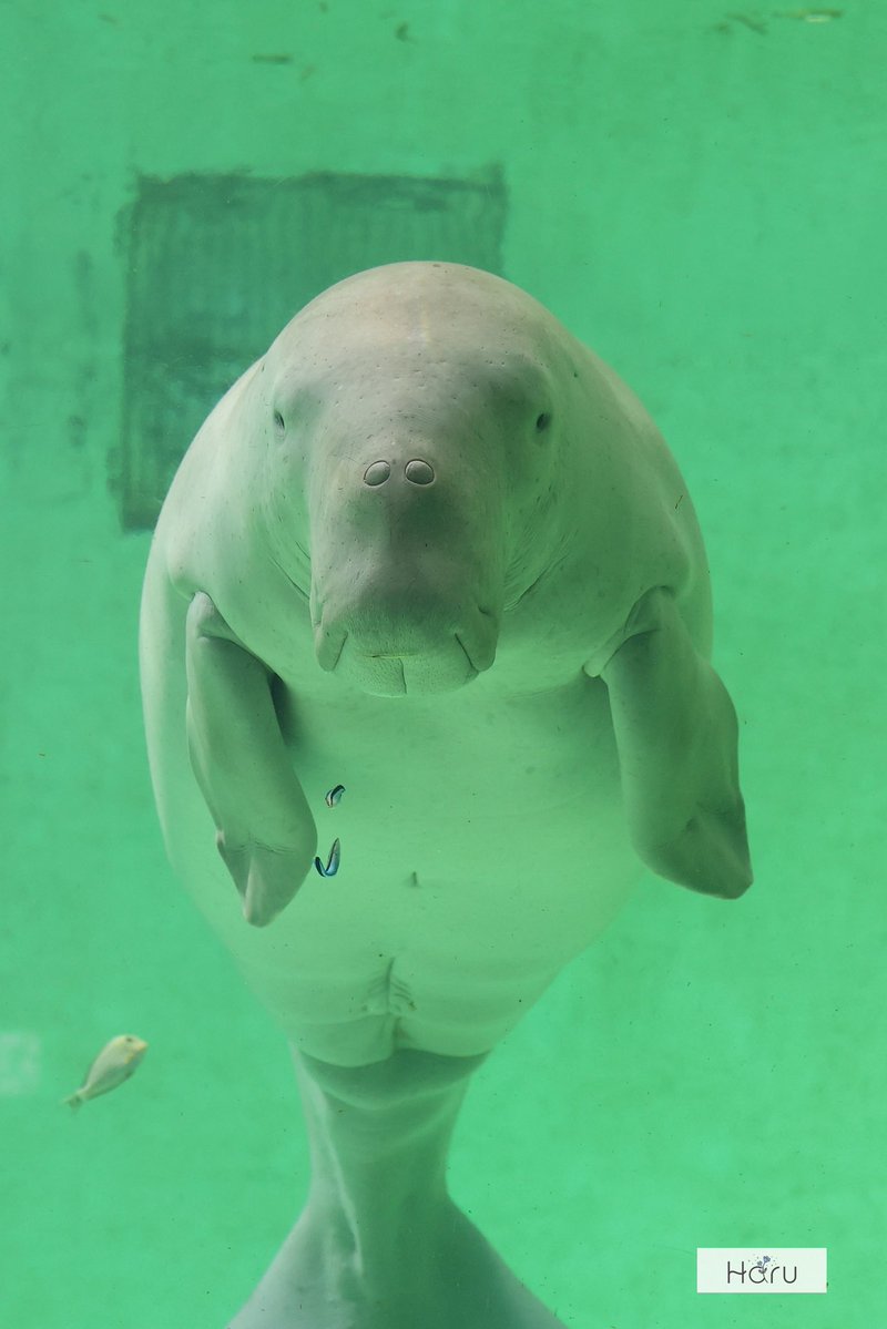 𝗛𝗔𝗥𝗨 tweet media