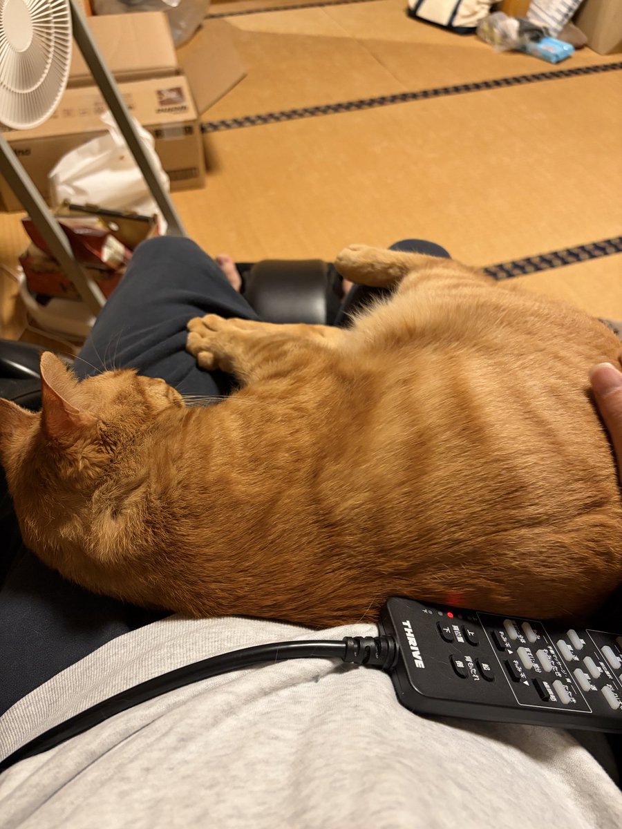 vivimtg's tweet photo. マッサージ機でマッサージすることを強要されている https://t.co/7cKKqOAnDV